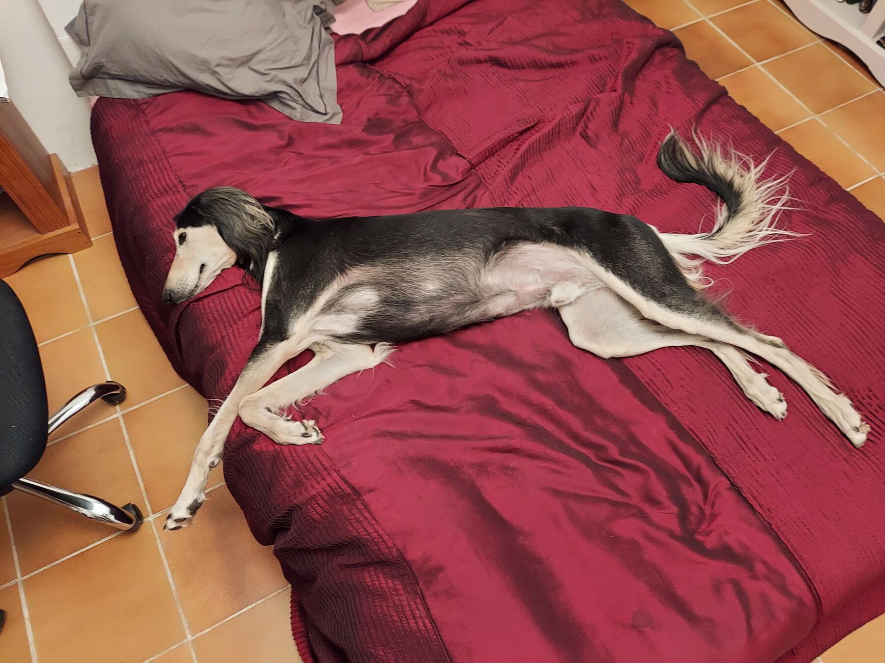 Sagi stretched full length on a red bed