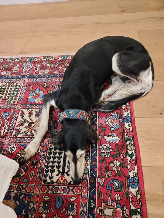 Sagi lying on a patterned red rug