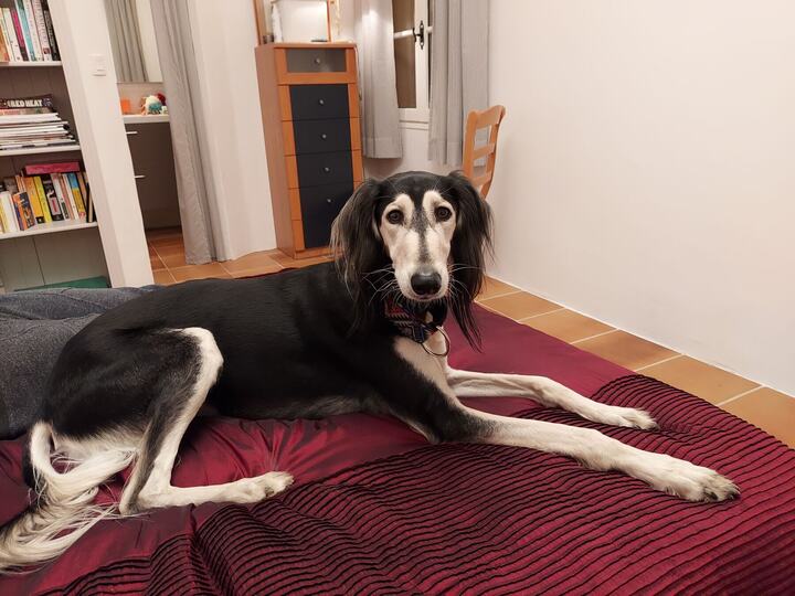 Sagi stretched out on a red bedspread
