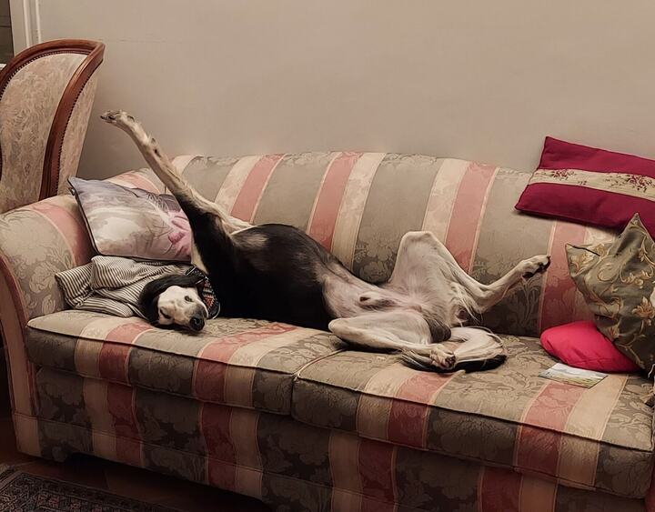 Sagi asleep upside down on a striped sofa