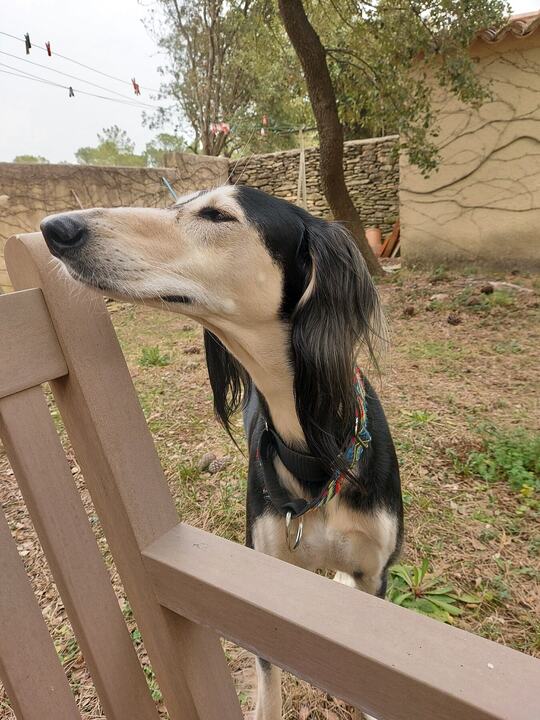 Sagi in profile, his long ears hanging
