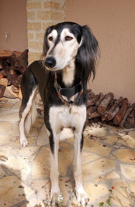Sagi standing on a terrace, looking at the camera
