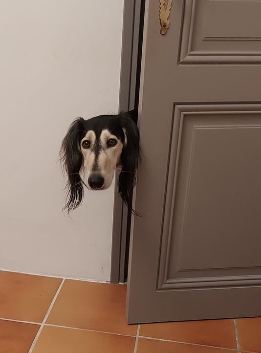 Sagi peering round a door