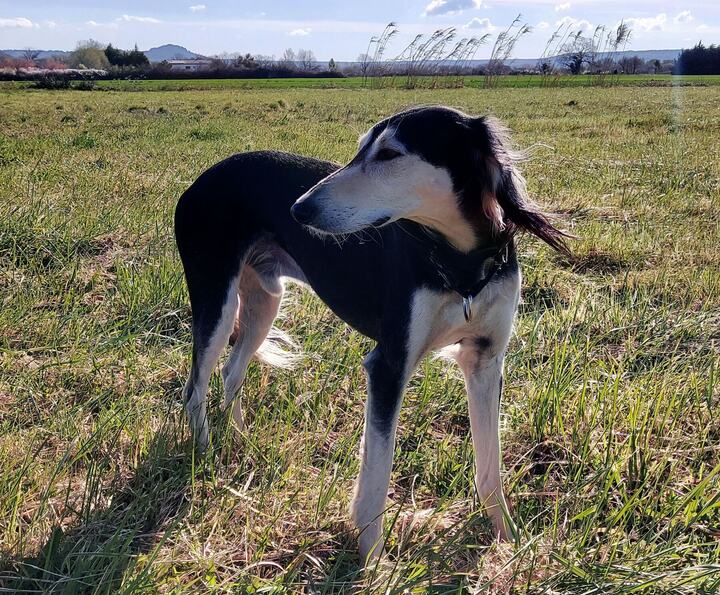 Sagi standing in a field under a blue sky