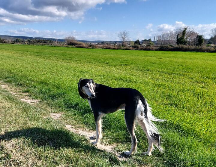 Sagi standing in a bright green field, looking back over his shoulder