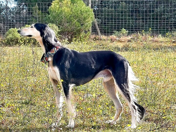 Sagi standing in long grass