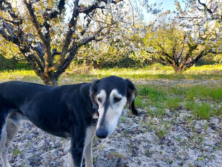 Sagi under trees in blossom