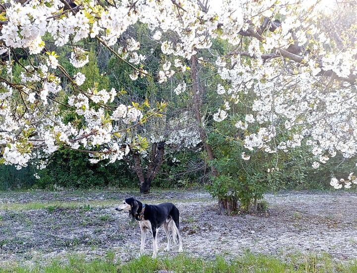 Sagi under a tree in white blossom