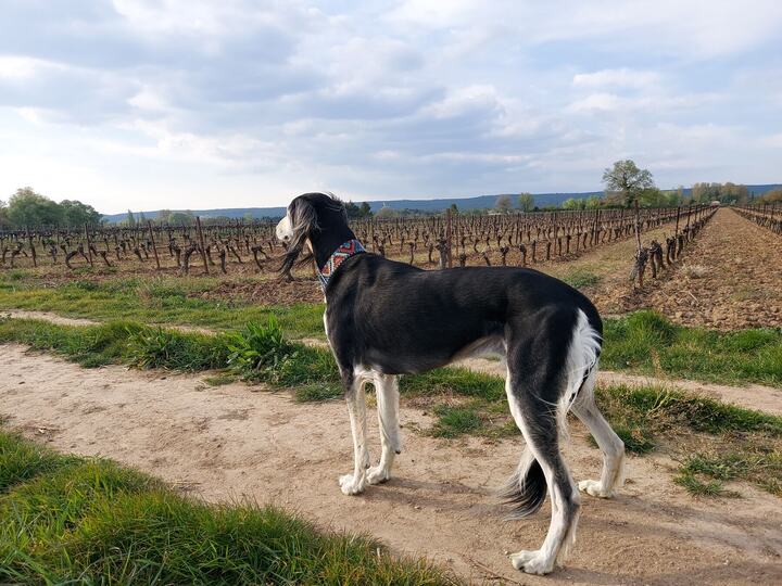 Sagi standing beside a vineyard