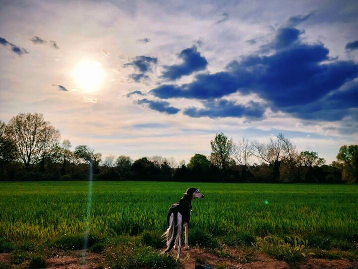 Sagi in a green field, clouds and sun behind