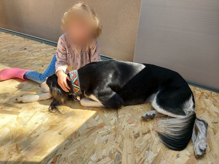 A child sitting on a sunlit floor beside Sagi