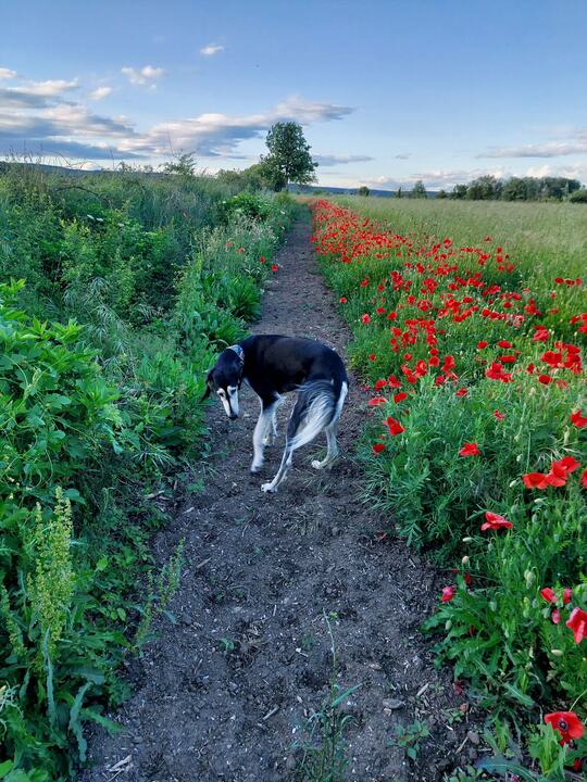 Sagi on a path between red poppies