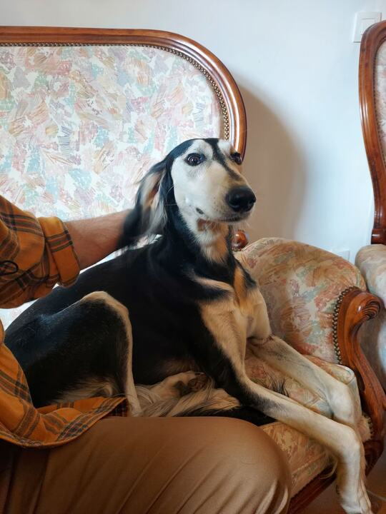 Sagi sitting up on an old carved sofa, a hand on his back