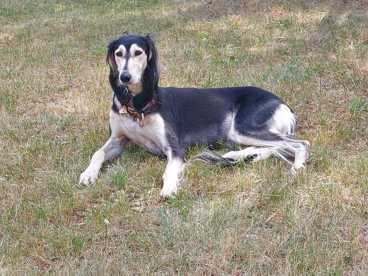 Sagi lying in the grass