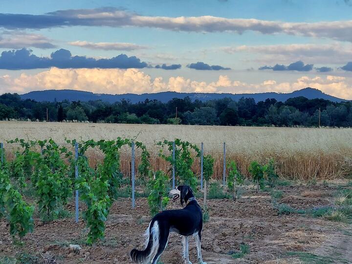 Sagi among vines, hills behind