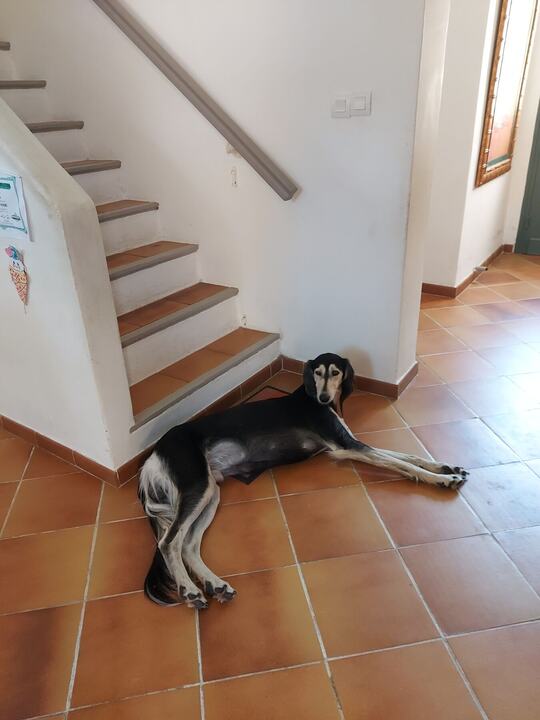 Sagi lying at the foot of the stairs