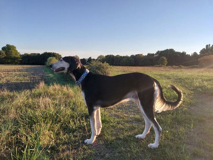 Sagi in a field in evening light, tail raised