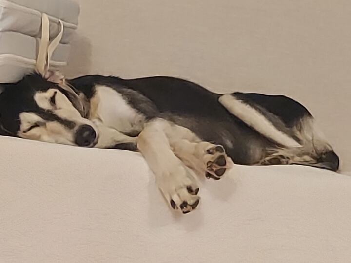 Sagi's paws on a white sheet
