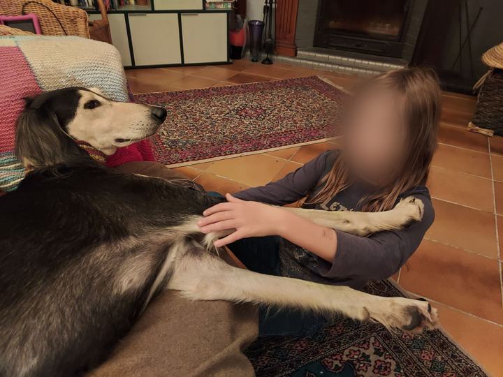 A girl stroking Sagi on a rug