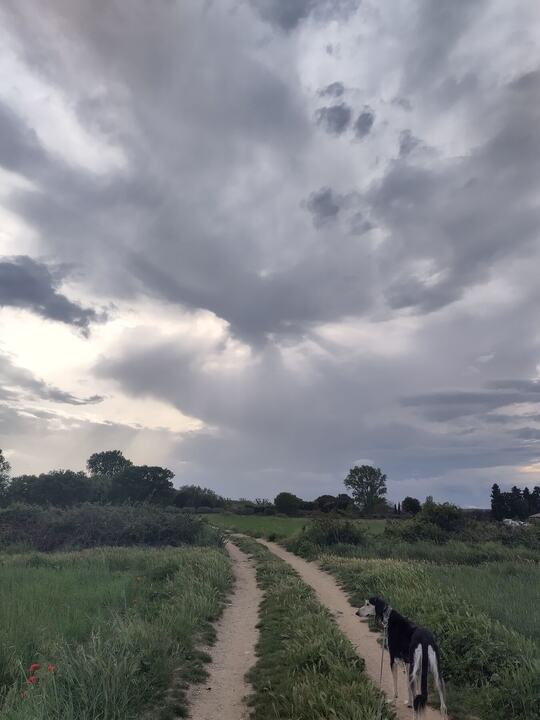 Sagi on a farm track under a towering grey storm sky, poppies in the grass