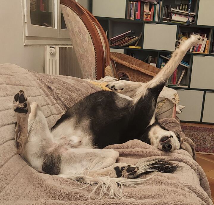 Sagi upside down on a sofa