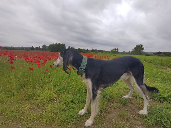 Sagi in a field of poppies