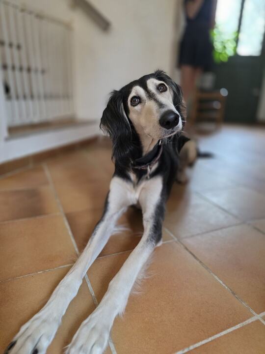 Sagi lying on the tiled hall floor
