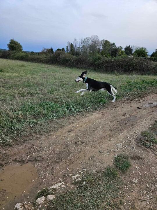 Sagi galloping across a field, ears flying